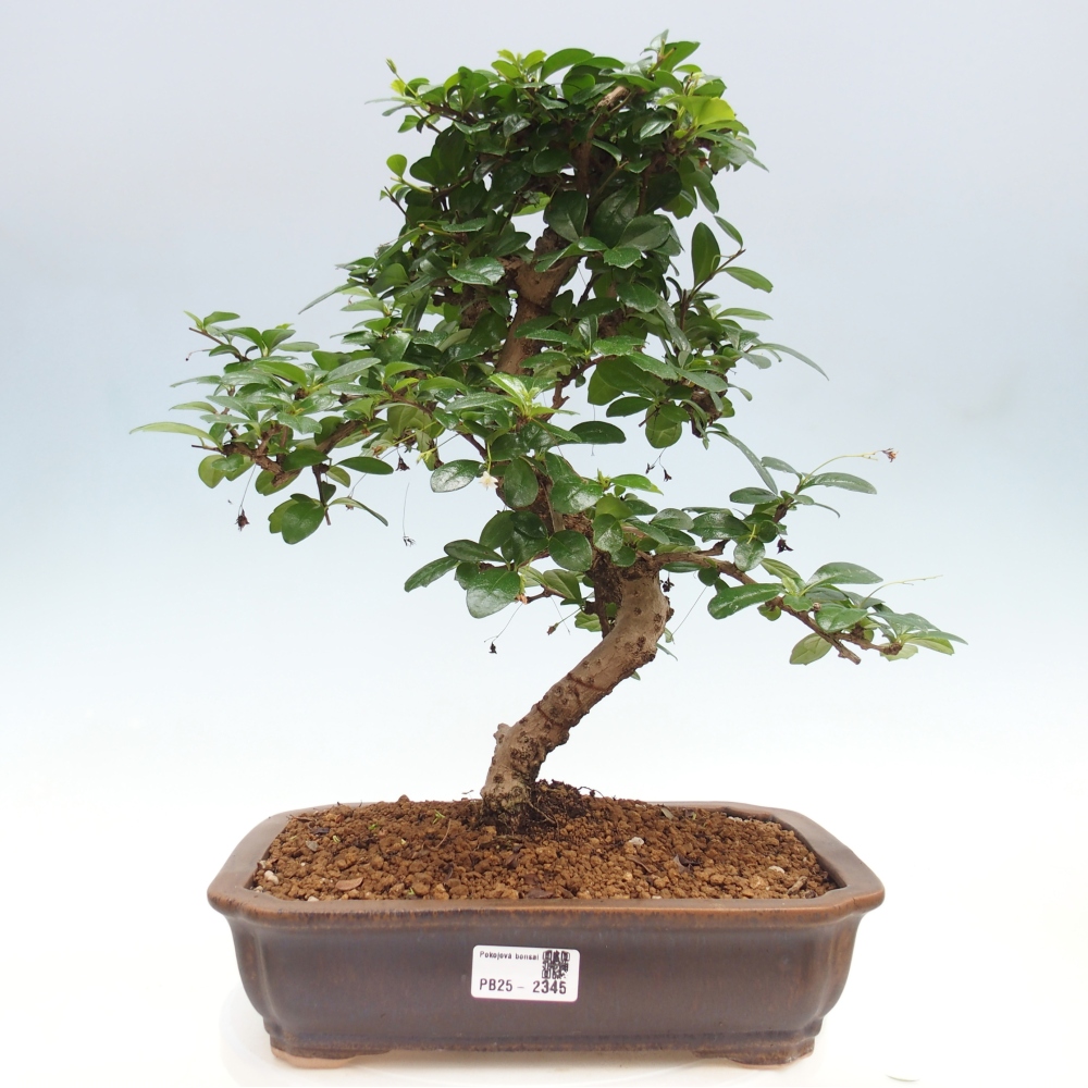Pokój bonsai - Carmona macrophylla - Tea fuki