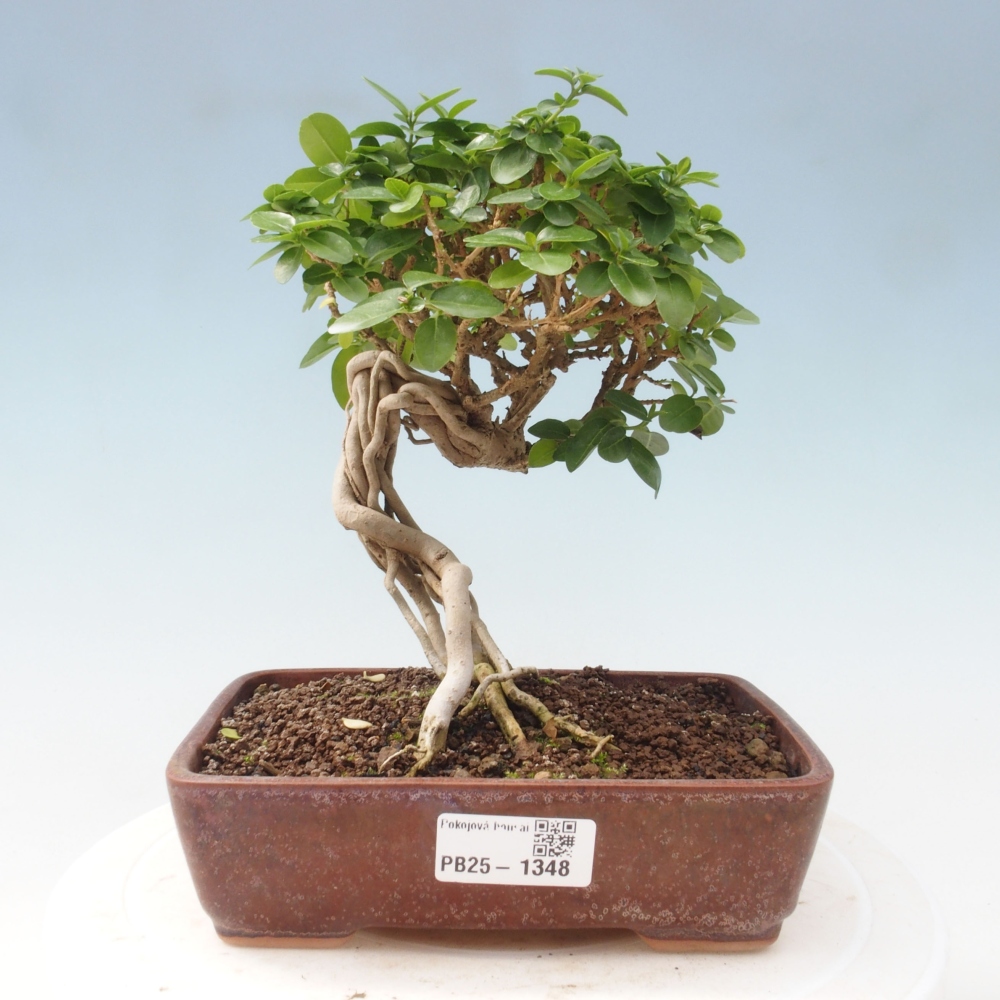 Bonsai wewnętrzne - Premna serratifolia - Kozlovon drobnolistny