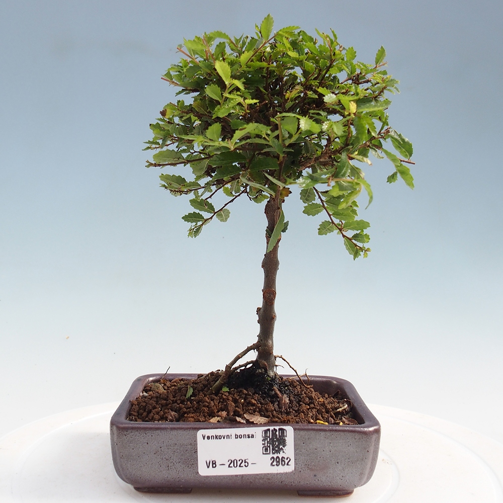 Bonsai zewnętrzne - Ulmus parvifolia Sagei - Wiąz drobnolistny