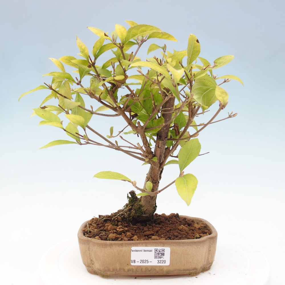 Outdoor bonsai - callicarpa jap Leucocarpa