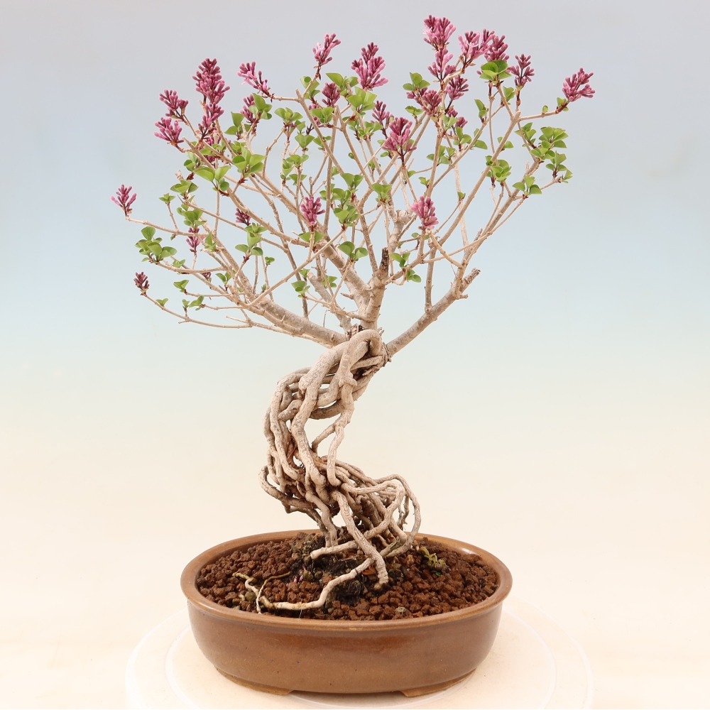 Outdoor bonsai - Syringa microphylla - liliowiec drobnokwiatowy