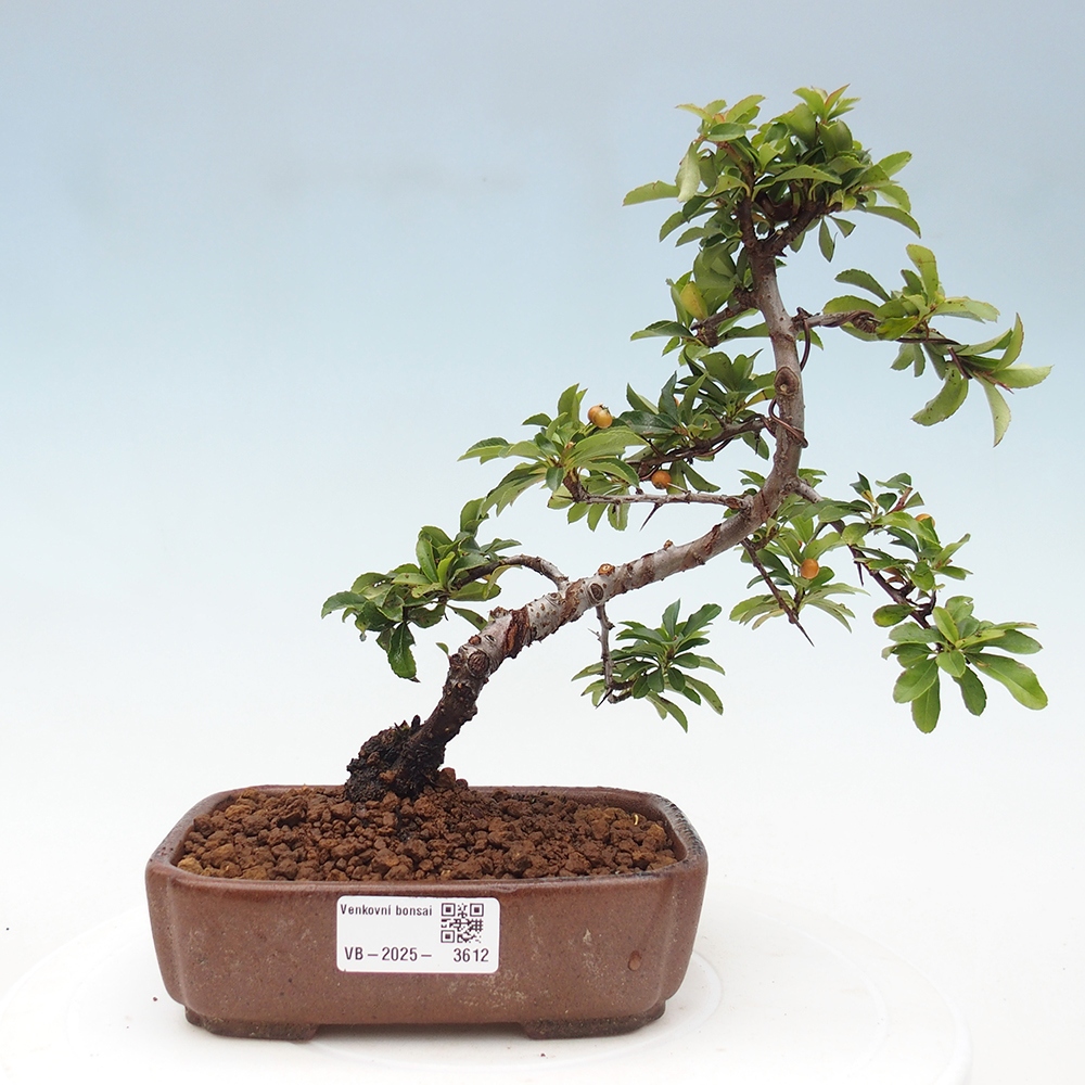 Outdoor bonsai-Pyracantha Teton -Hlox