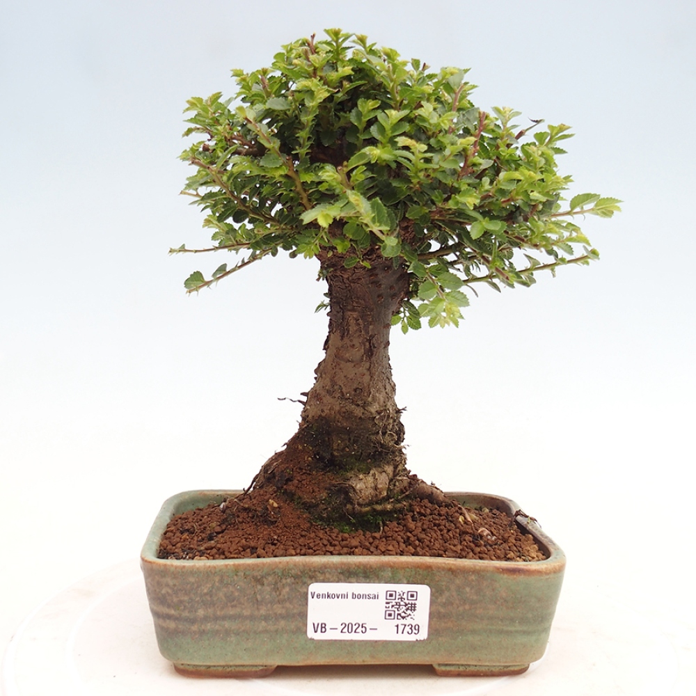 Bonsai zewnętrzne - Ulmus parvifolia Hokkaido - wiąz chiński