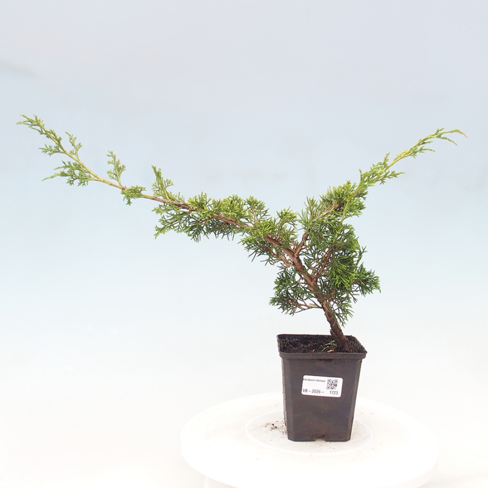 Outdoor bonsai - Juniperus chinensis Itoigawa