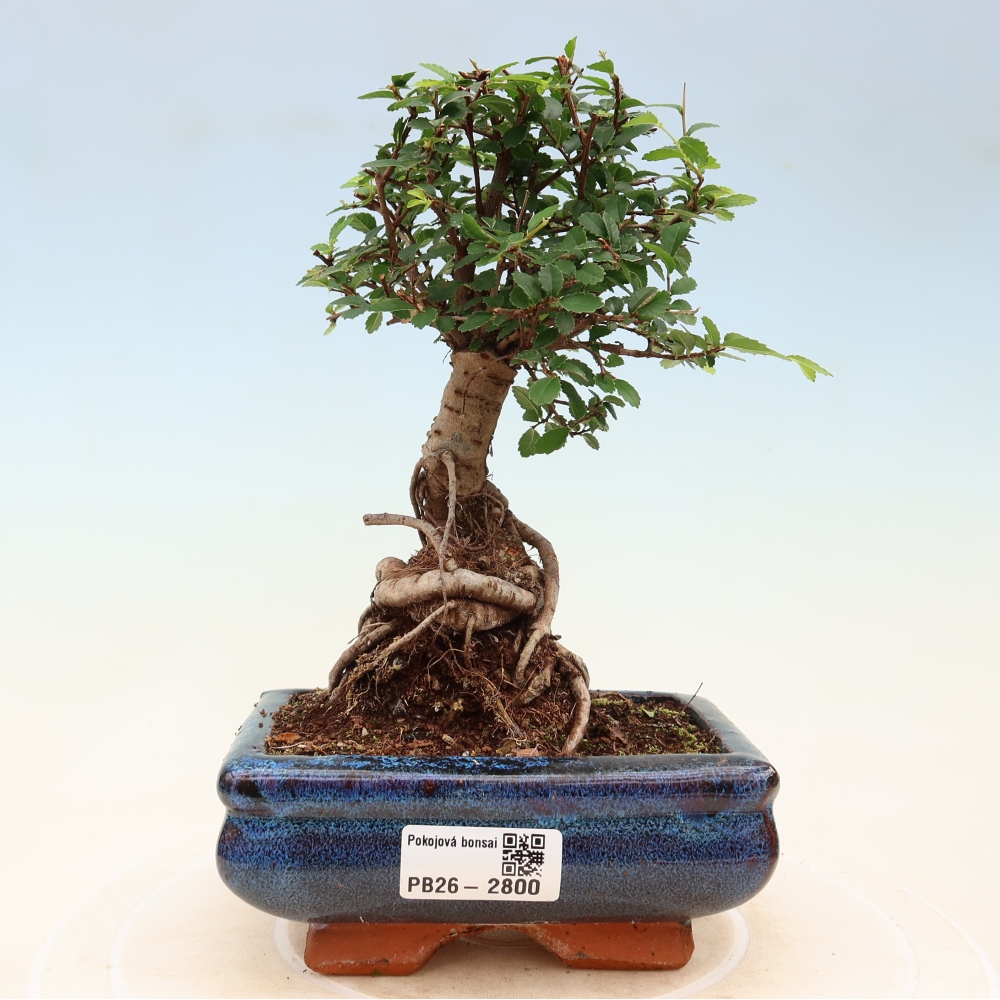 Pokój bonsai - Ulmus parvifolia - Wiąz drobnolistny