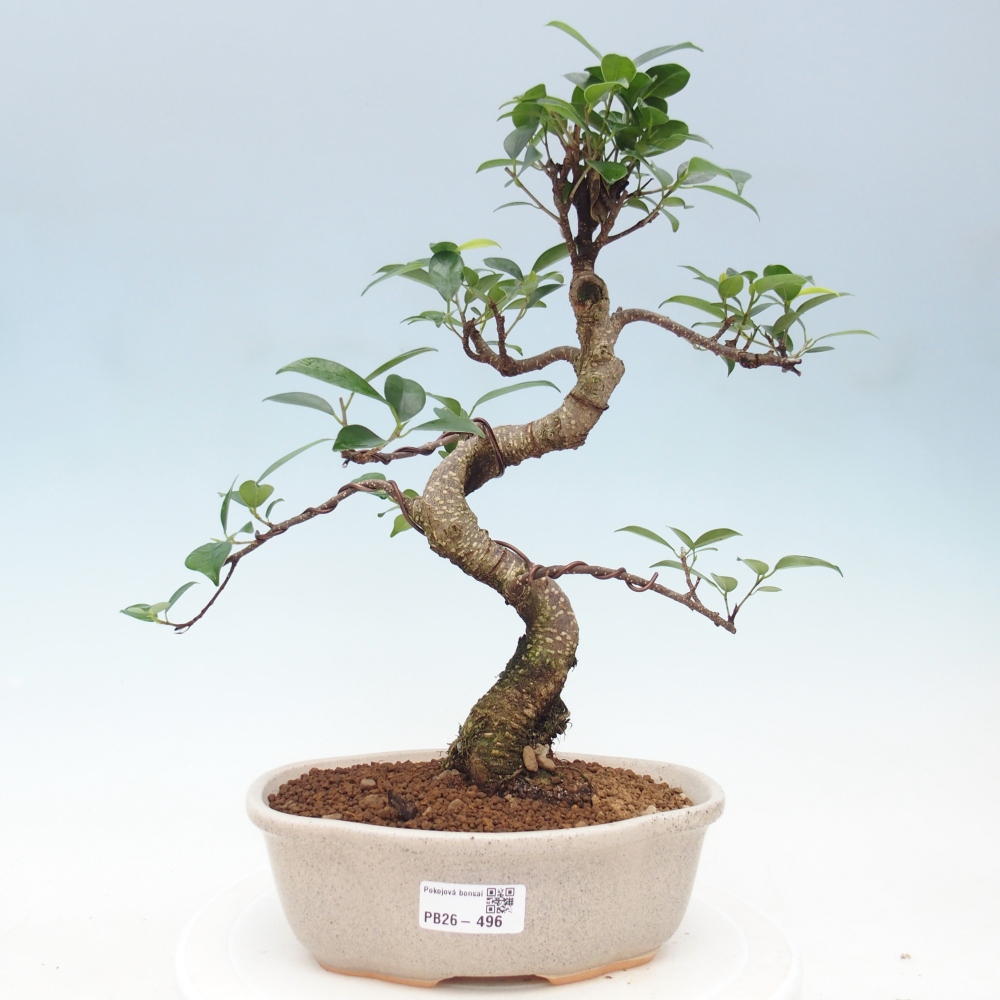 Pokój bonsai - Ficus retusa - figowiec drobnolistny