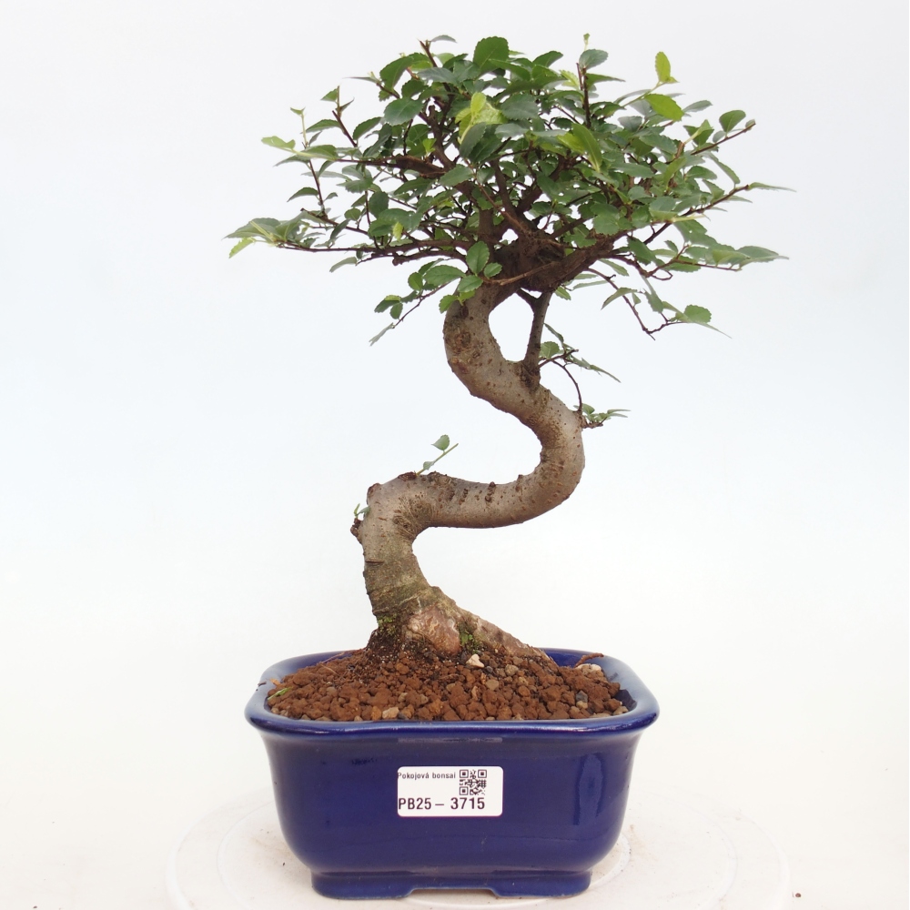 Pokój bonsai - Ulmus parvifolia - Wiąz drobnolistny