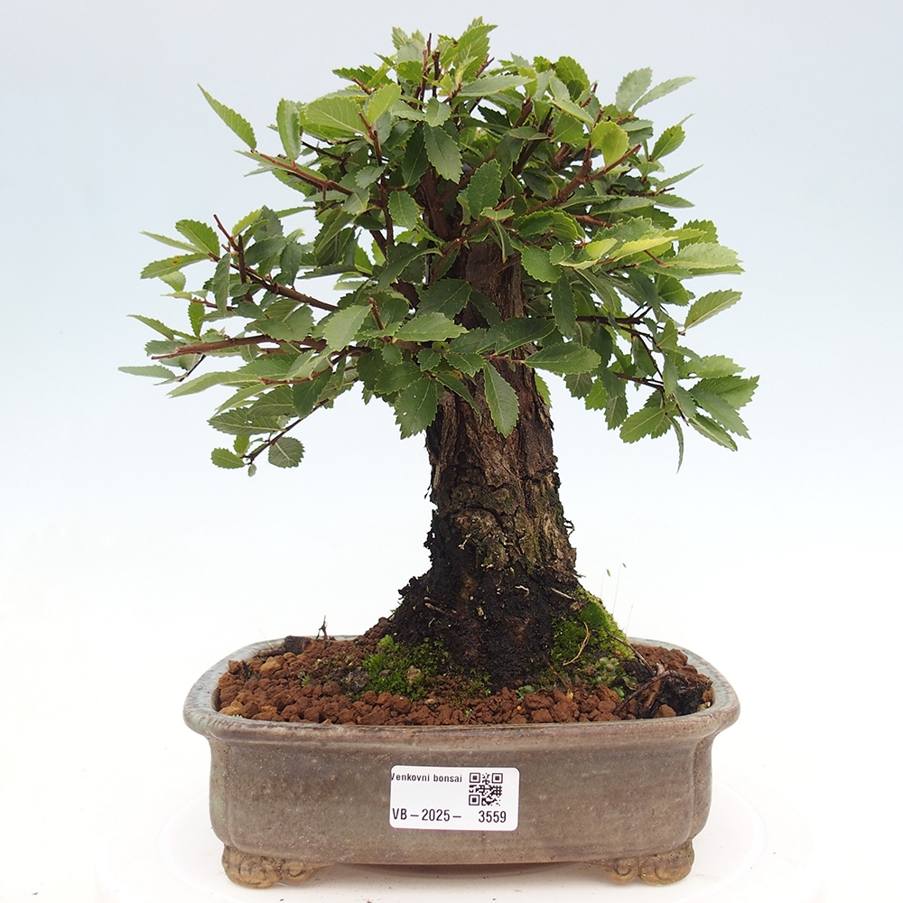 Bonsai zewnętrzne - Zelkova - Zelkova NIRE