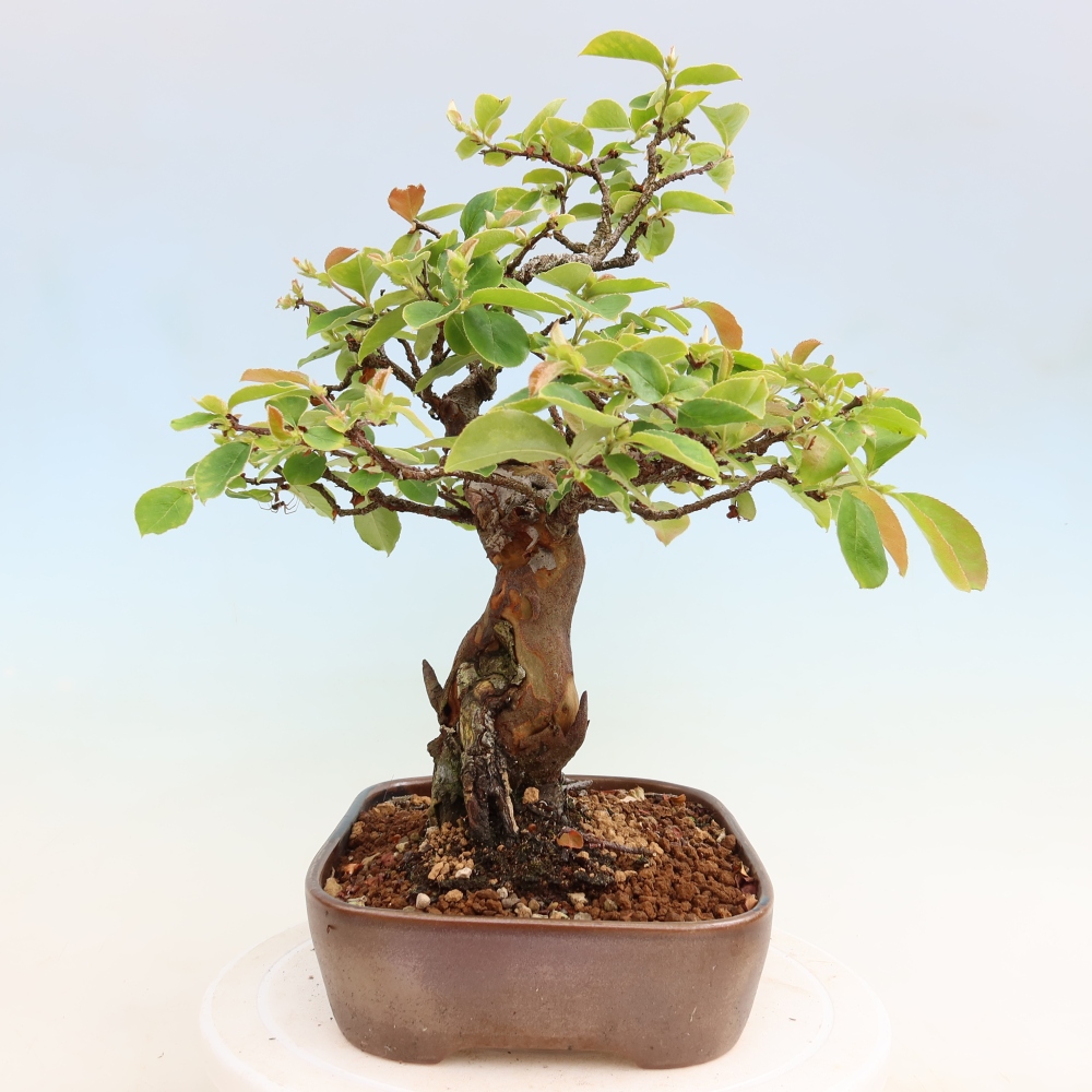 Outdoor bonsai - Pseudocydonia sinensis - pigwa chińska