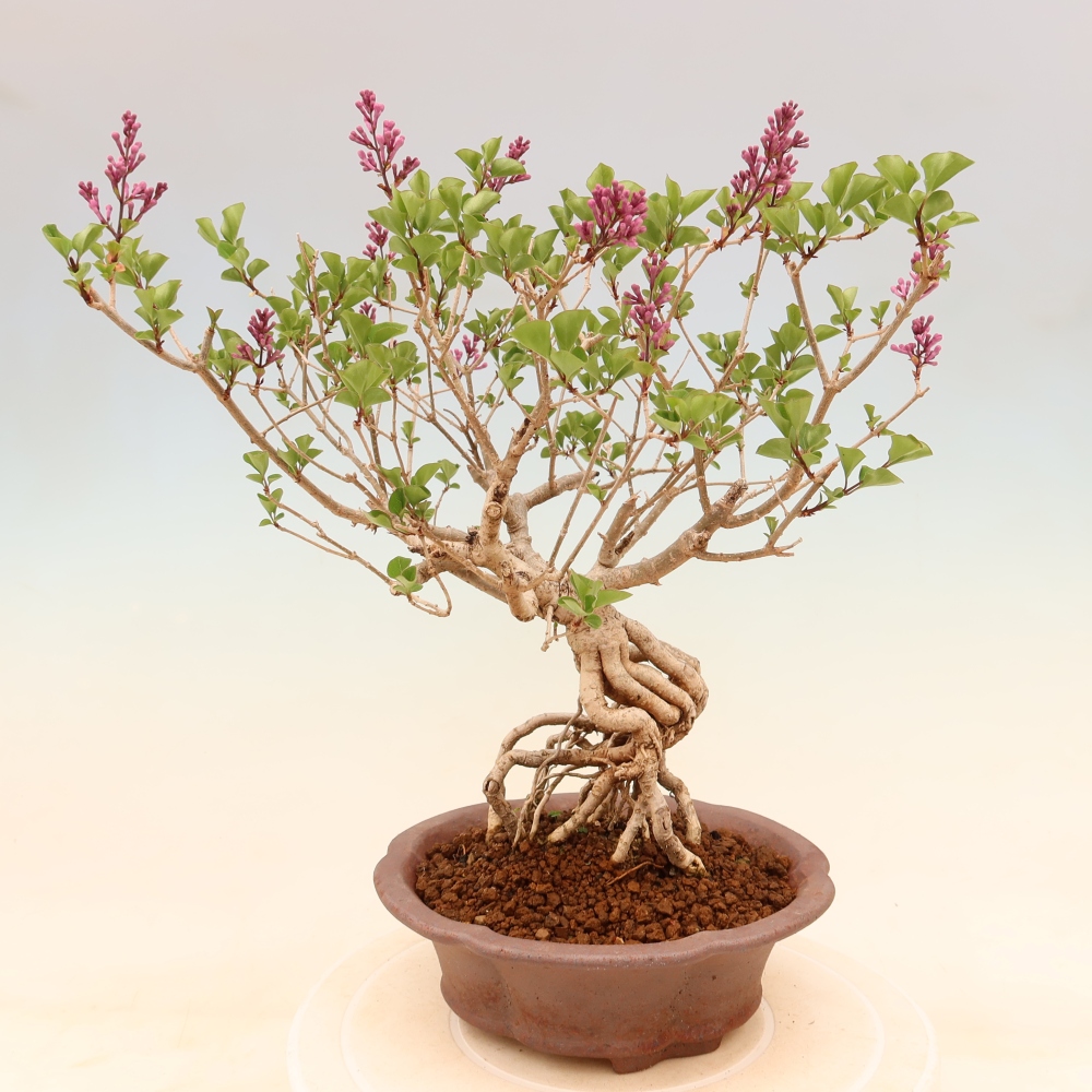 Outdoor bonsai - Syringa microphylla - liliowiec drobnokwiatowy