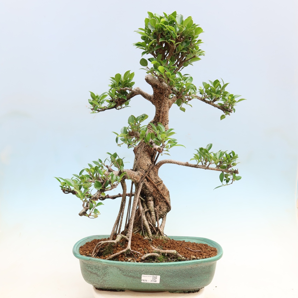 Pokój bonsai - Ficus kimmen - figowiec drobnolistny