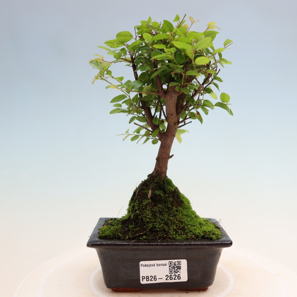 Bonsai pokojowe - Sageretia thea - Sageretia thea