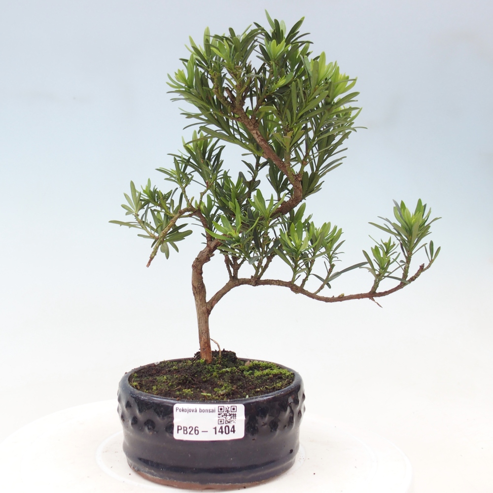Pokój bonsai - Podocarpus - Kamienny cis