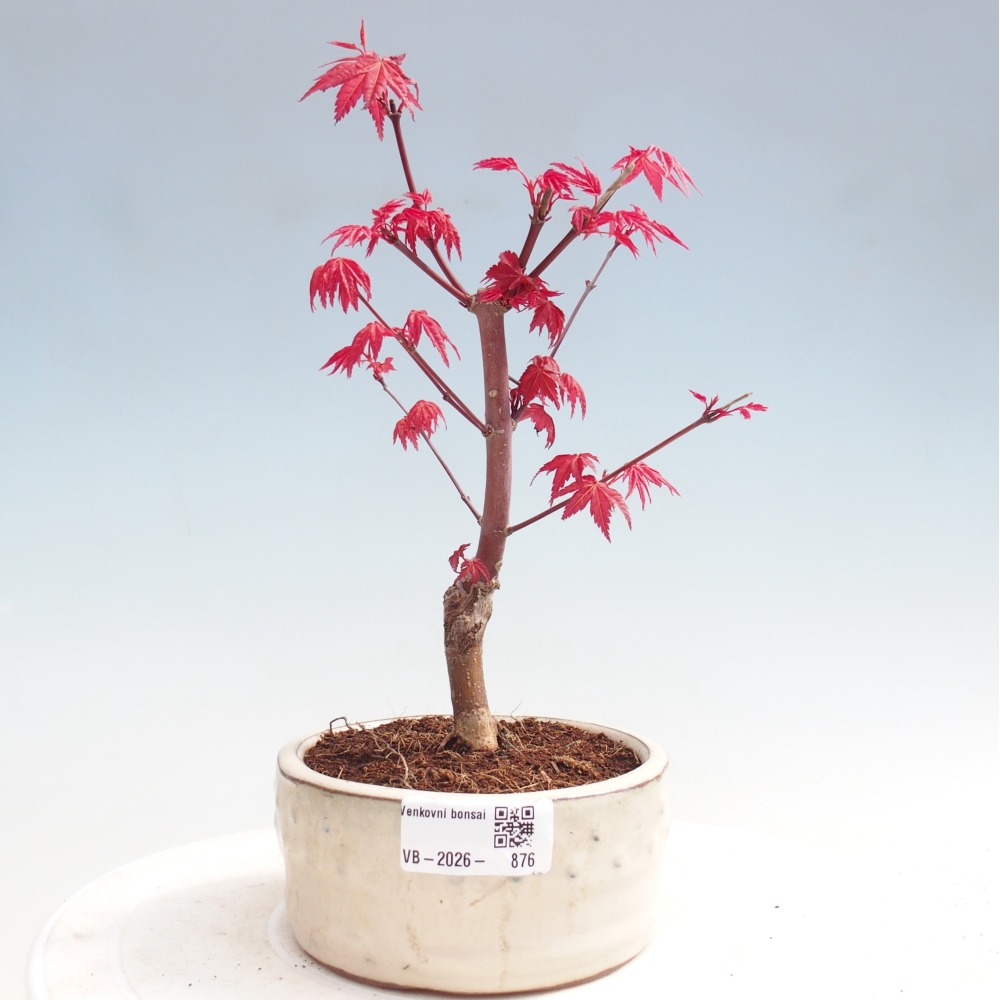 Outdoor bonsai - Acer palmatum DESHOJO