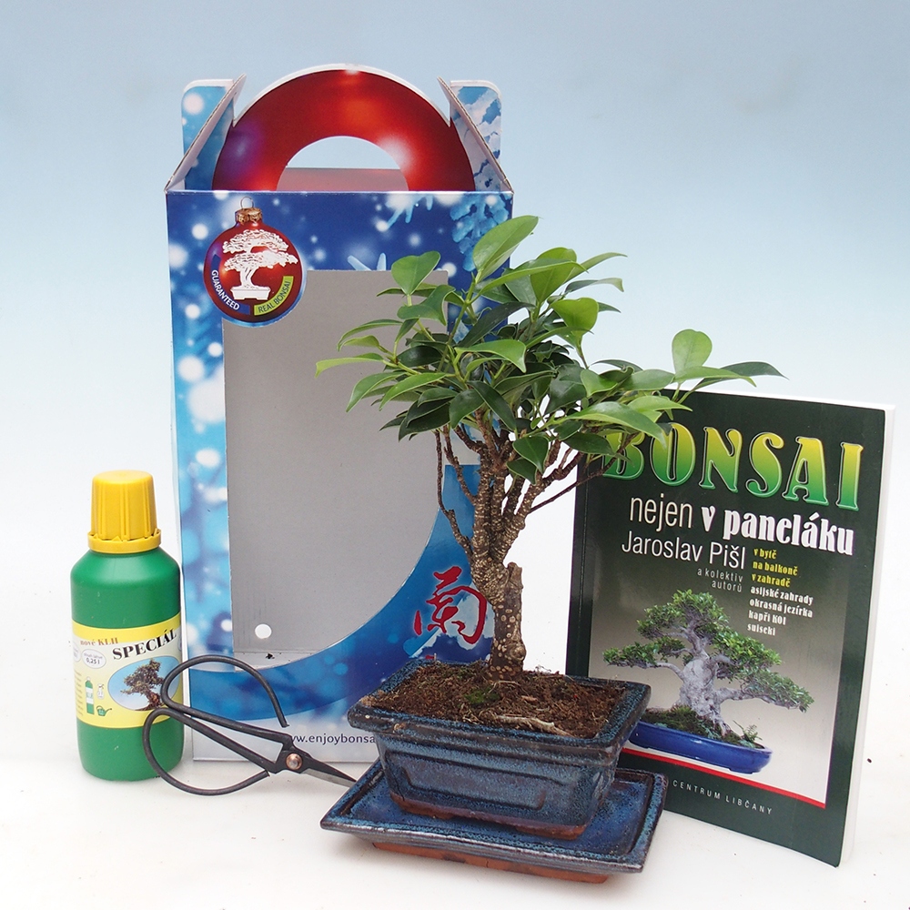 Bonsai pokojowe w pudełku upominkowym Ficus retusa - Figowiec drobnolistny