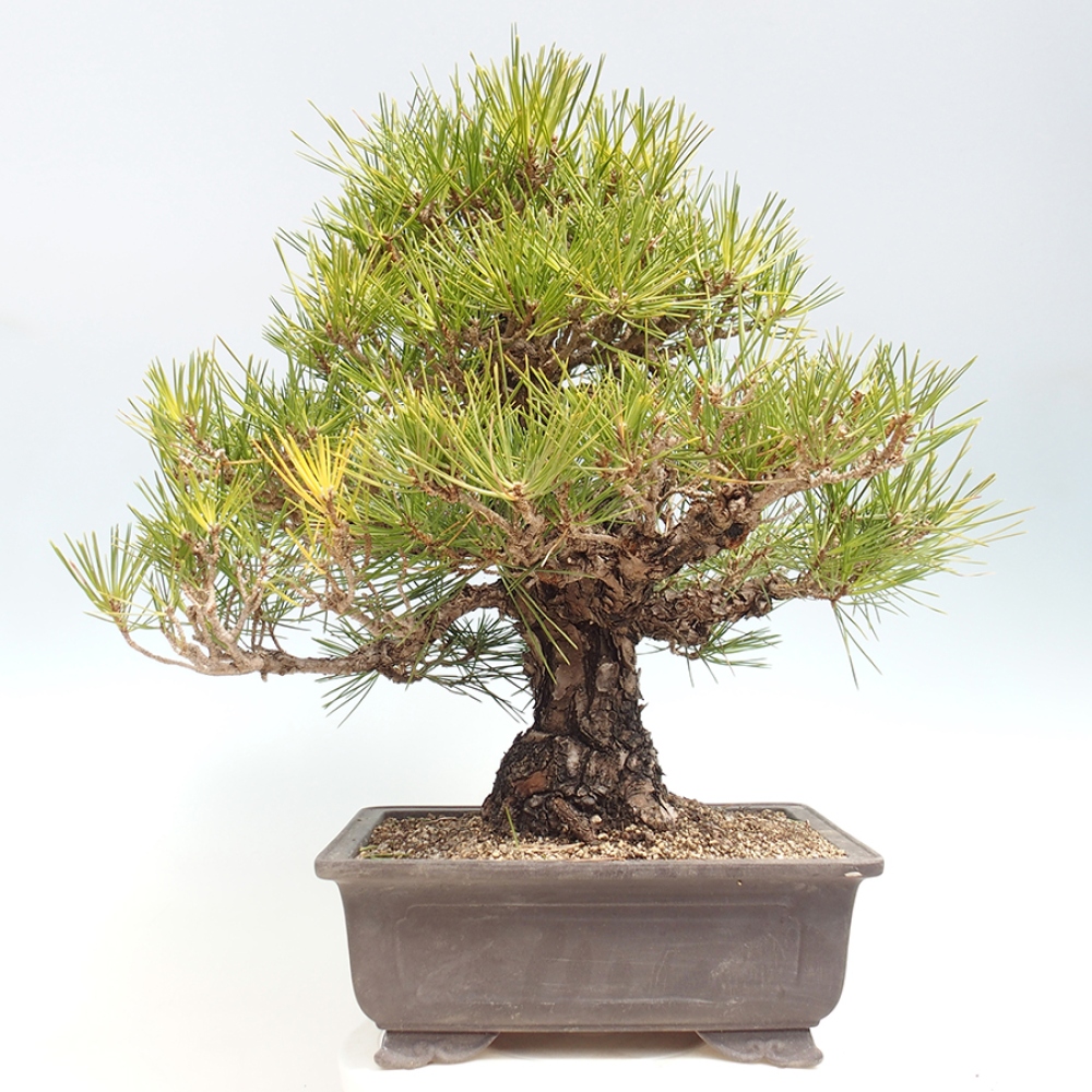 Outdoor bonsai - Pinus thunbergii - sosna Thunberga
