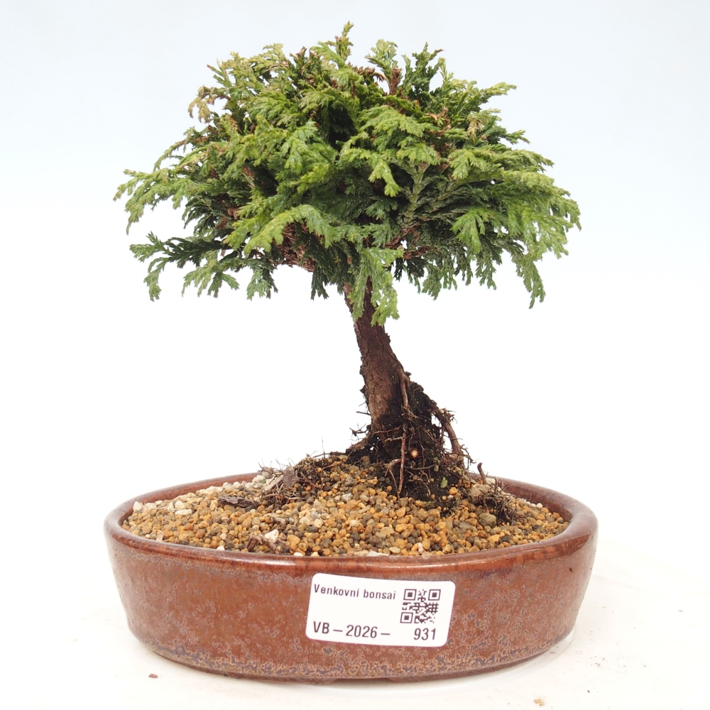 Bonsai zewnętrzne - Cham.pis Parslori - Cyprys