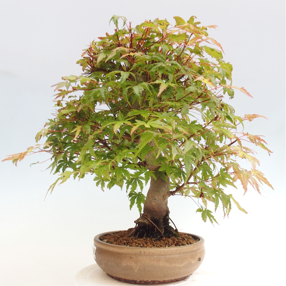 Outdoor bonsai - Klon - Acer palmatum