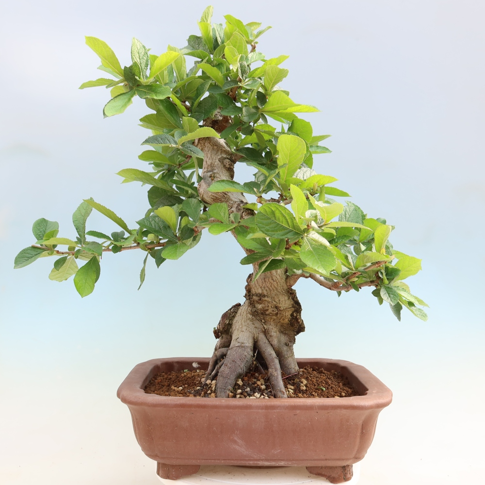 Bonsai ogrodowe – Photinia villosa