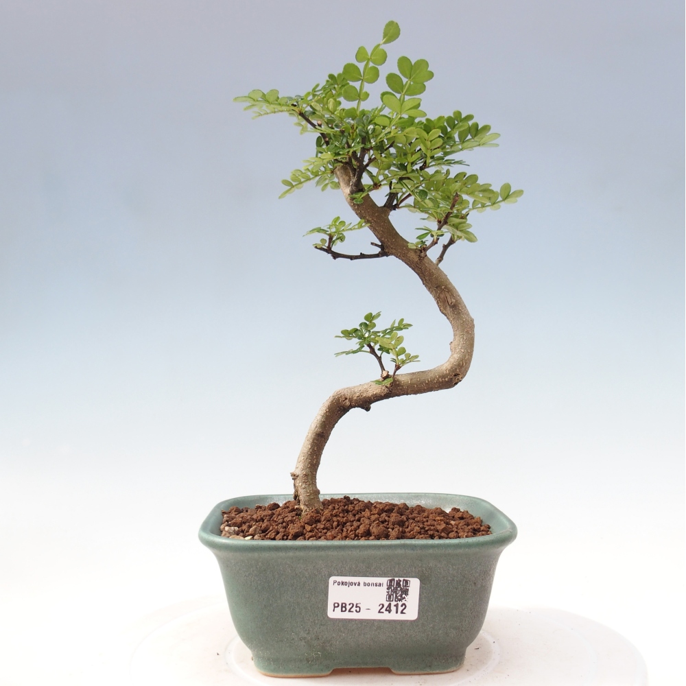 Bonsai do wnętrz - Zantoxylum piperitum - Mięta pieprzowa