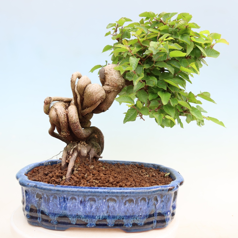 Outdoor bonsai - Carpinus coreana - grab koreański