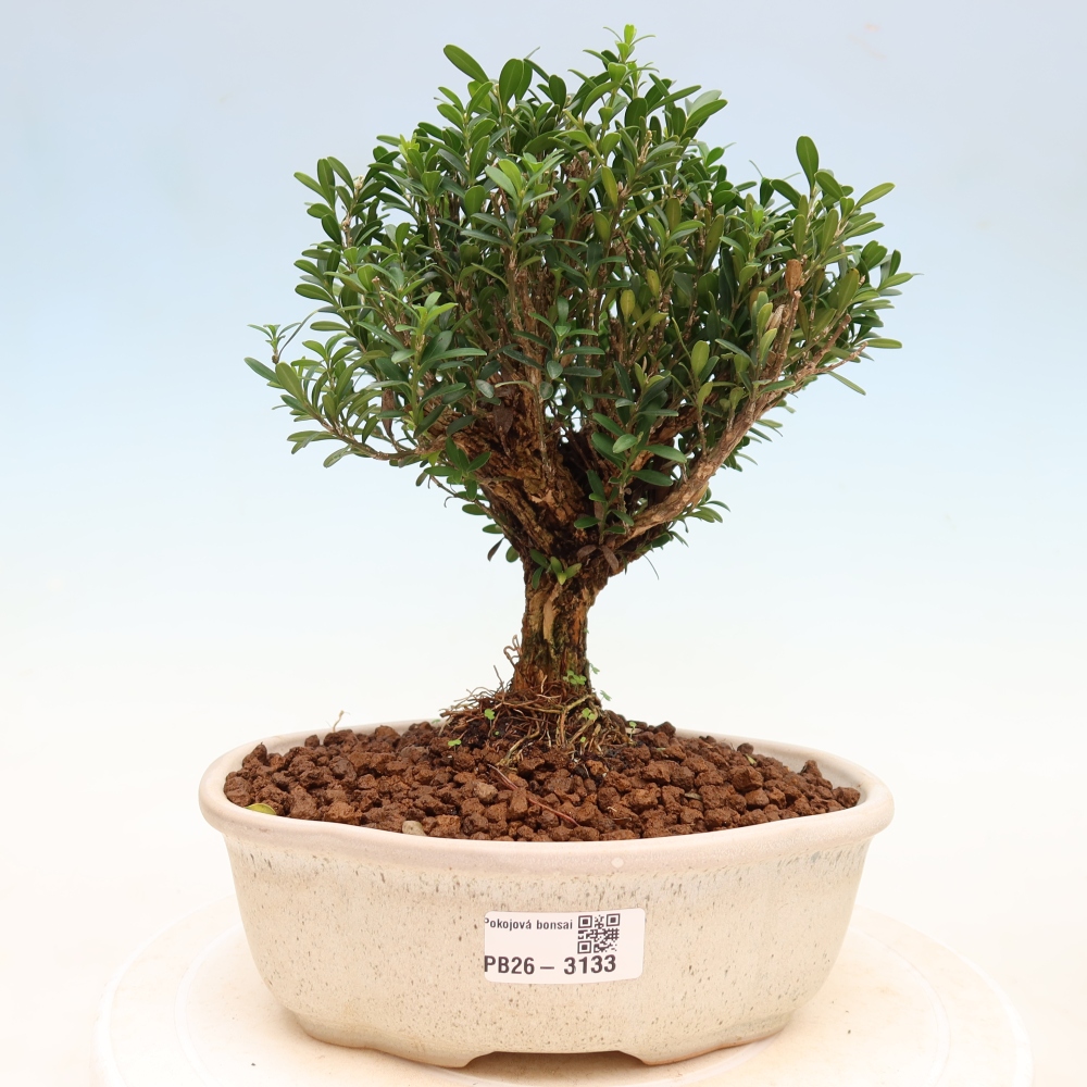Pokój bonsai - Buxus harlandii - buxus korkowy