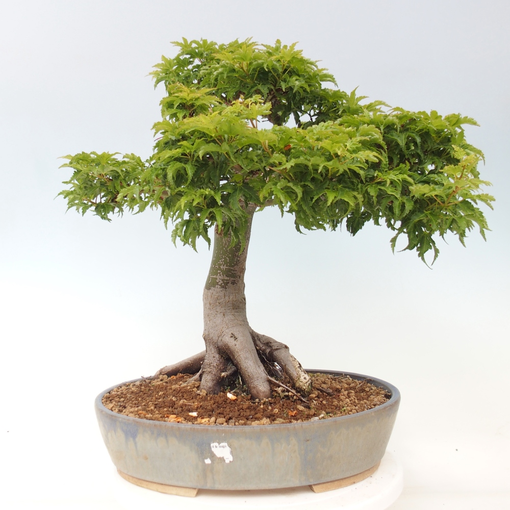 Outdoor bonsai - palma jaworowa Acer palmatum Shishigashira