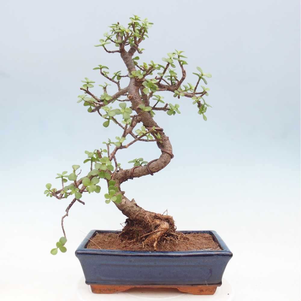 Pokój bonsai - Portulakaria Afra - Tlustice
