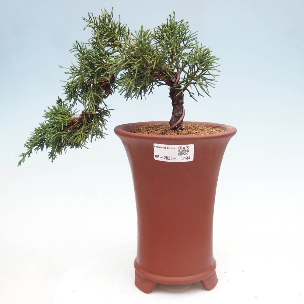 Bonsai zewnętrzne - Juniperus chinensis Kishu - Jałowiec chiński