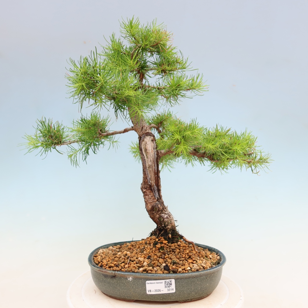 Bonsai zewnętrzne - Larix decidua - Modrzew