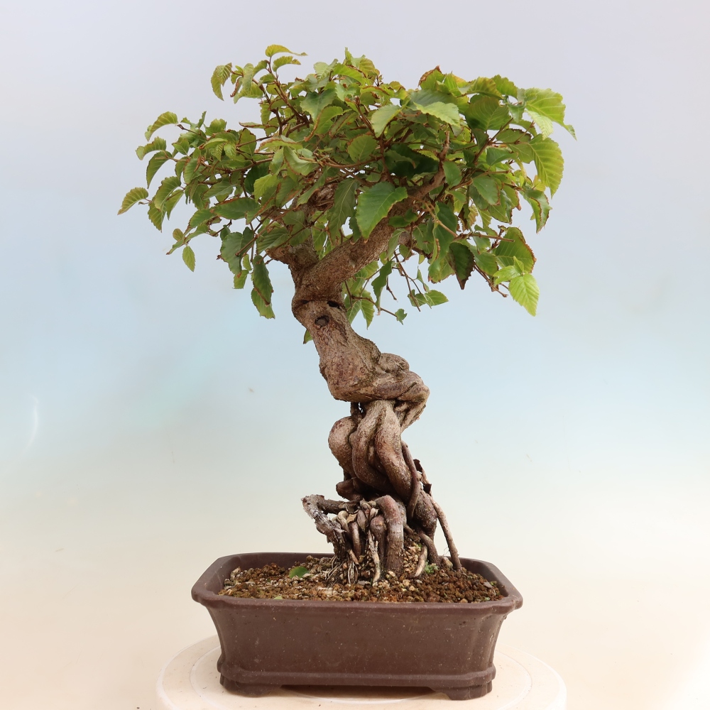 Outdoor bonsai - Carpinus CARPINOIDES - grab koreański