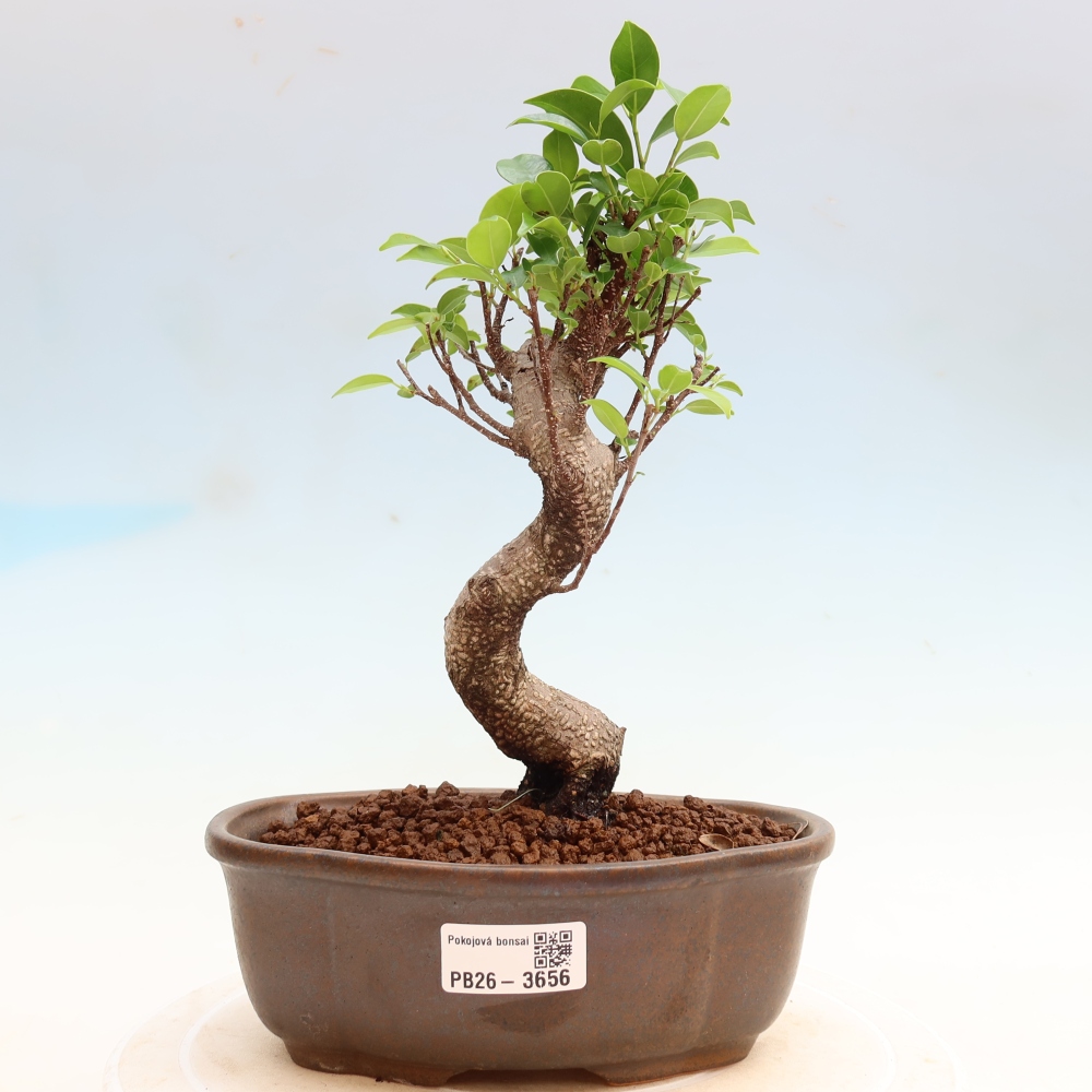 Pokój bonsai - Ficus kimmen - figowiec drobnolistny