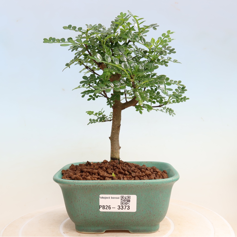 Pokój bonsai - Zantoxylum piperitum - drzewo pieprzowe