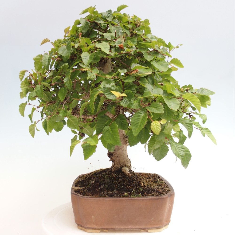 Bonsai zewnętrzne -Carpinus CARPINOIDES - grab koreański