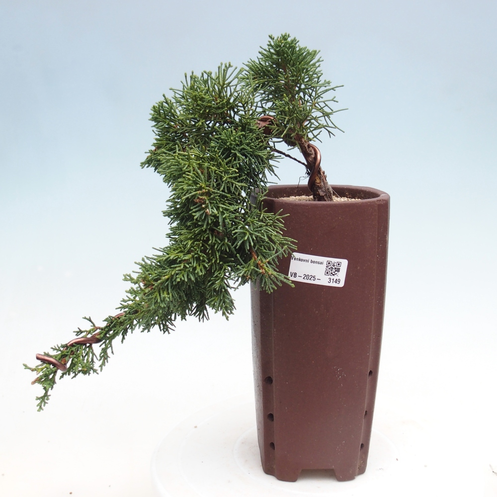 Bonsai zewnętrzne - Juniperus chinensis Kishu - Jałowiec chiński