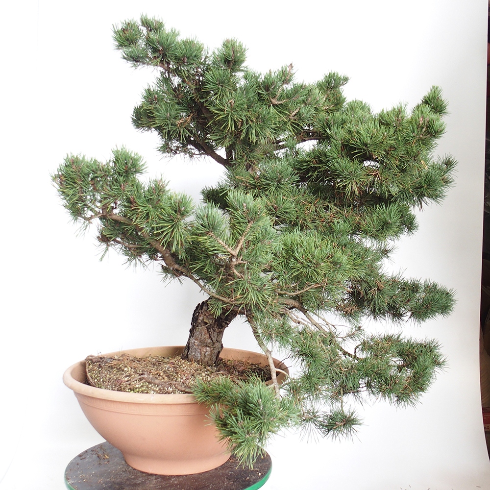 Yamadori - Pinus sylvestris Hiszpania