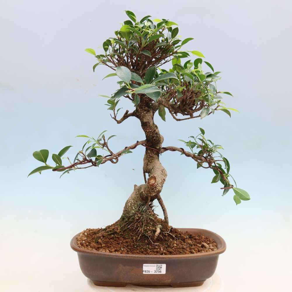 Pokój bonsai - Ficus kimmen - figowiec drobnolistny