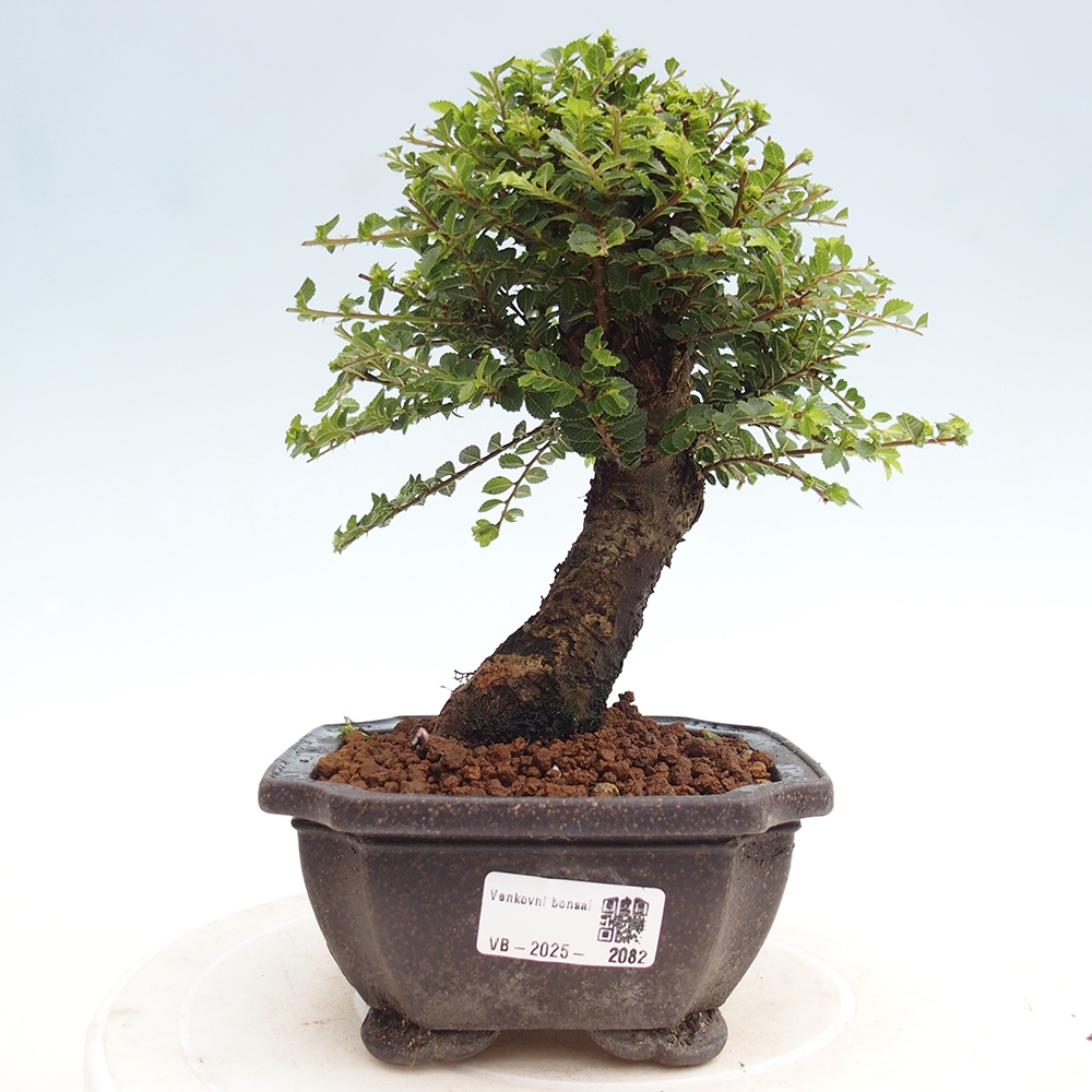 Bonsai zewnętrzne - Ulmus parvifolia Hokkaido - wiąz chiński