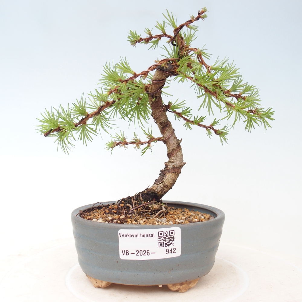 Outdoor bonsai - Larix Kaempferi - Modrzew japoński
