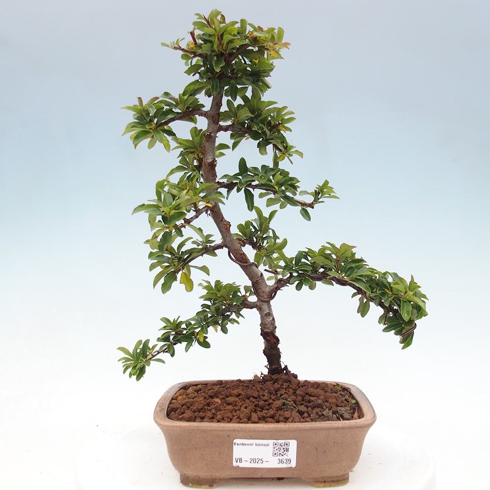 Outdoor bonsai-Pyracantha Teton -Hlox