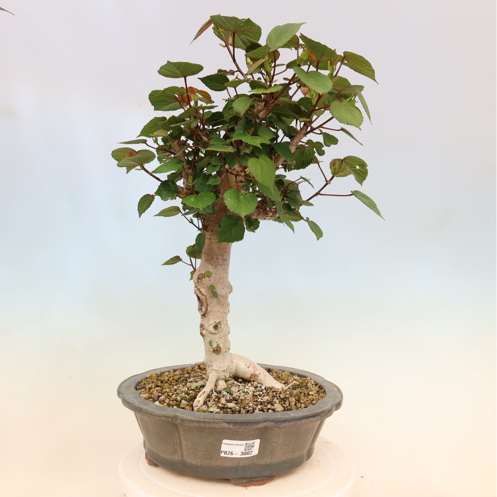 Bonsai domowe - Hibiscus tiliaceus - Hibiskus morski