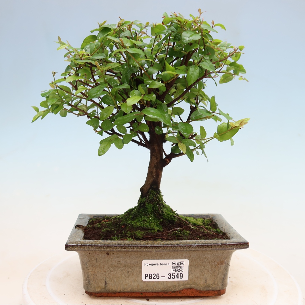 Bonsai pokojowe - Sageretia thea - Sageretia thea