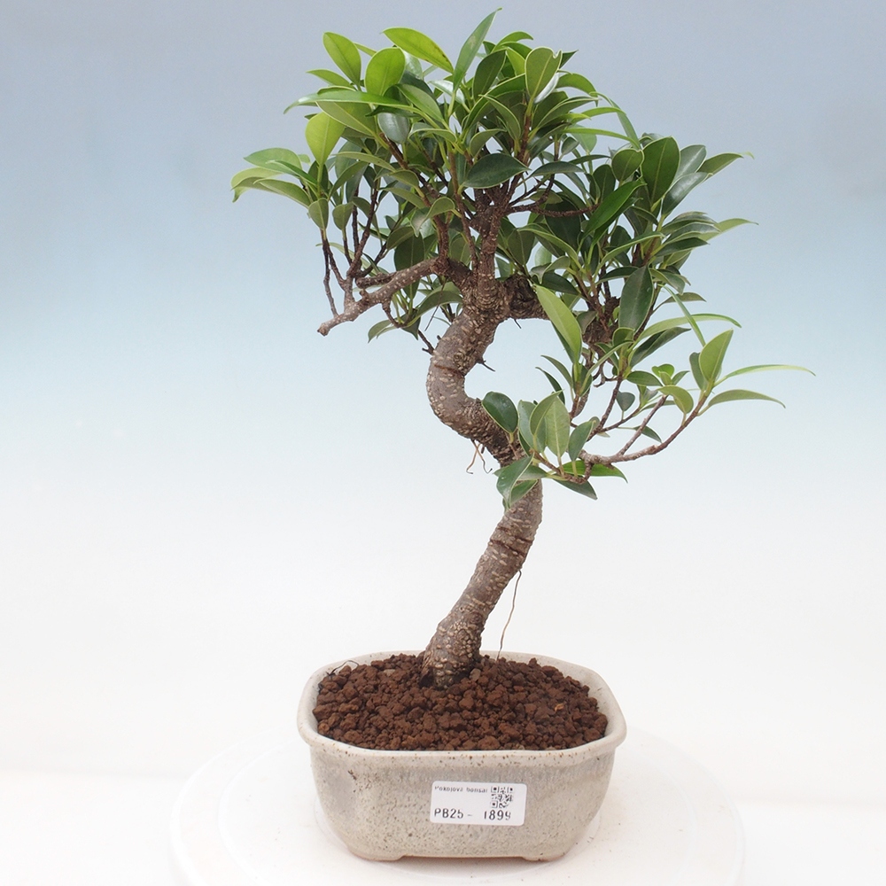 Kryty bonsai - Ficus retusa - figowiec drobnolistny