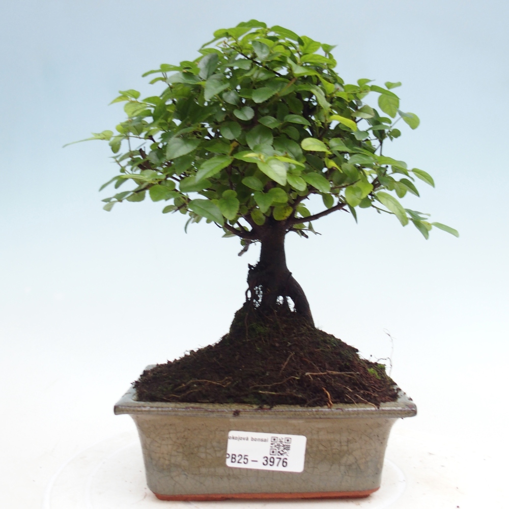 Bonsai pokojowe - Sageretia thea - Sageretia thea