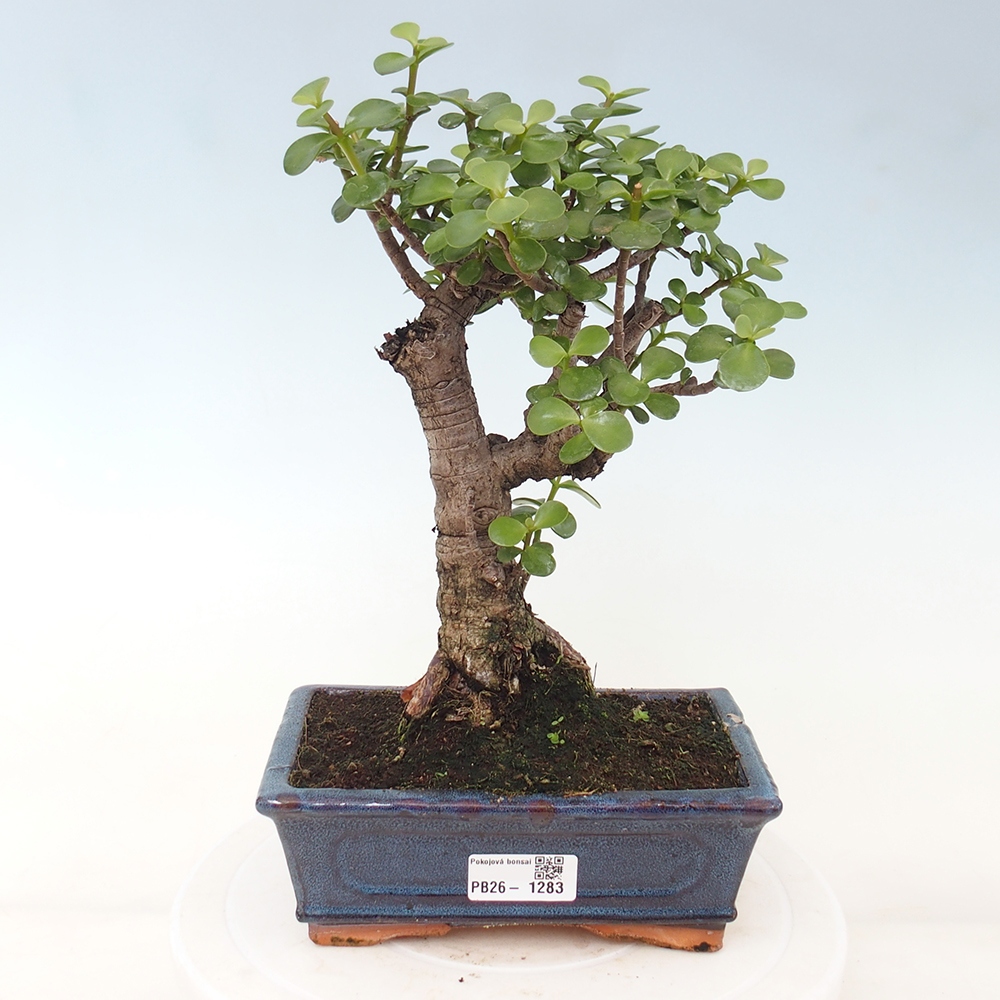 Pokój bonsai - Portulakaria Afra - Tlustice