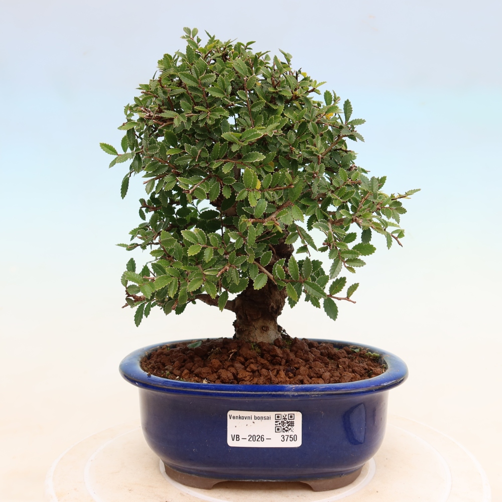 Bonsai zewnętrzne - Zelkova - Zelkova NIRE