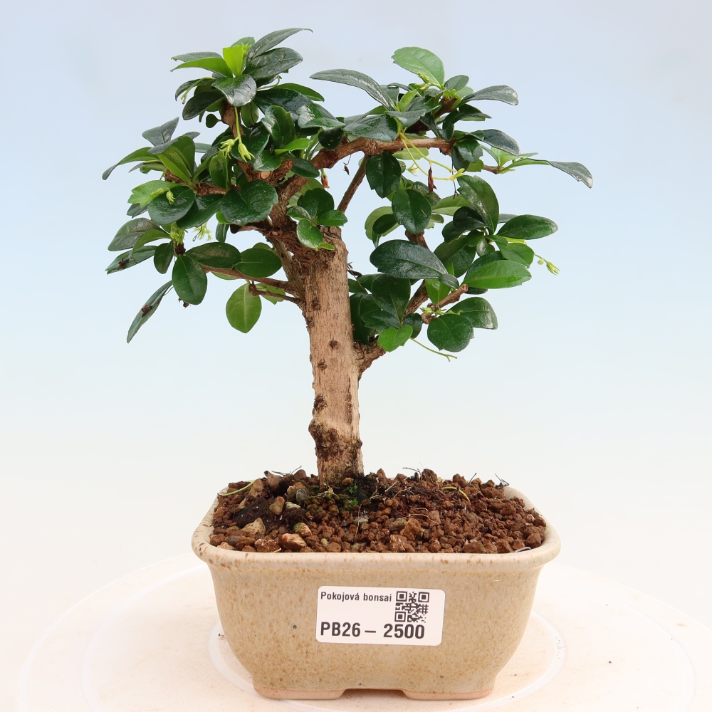 Bonsai pokojowe - Carmona macrophylla - Tea fuki
