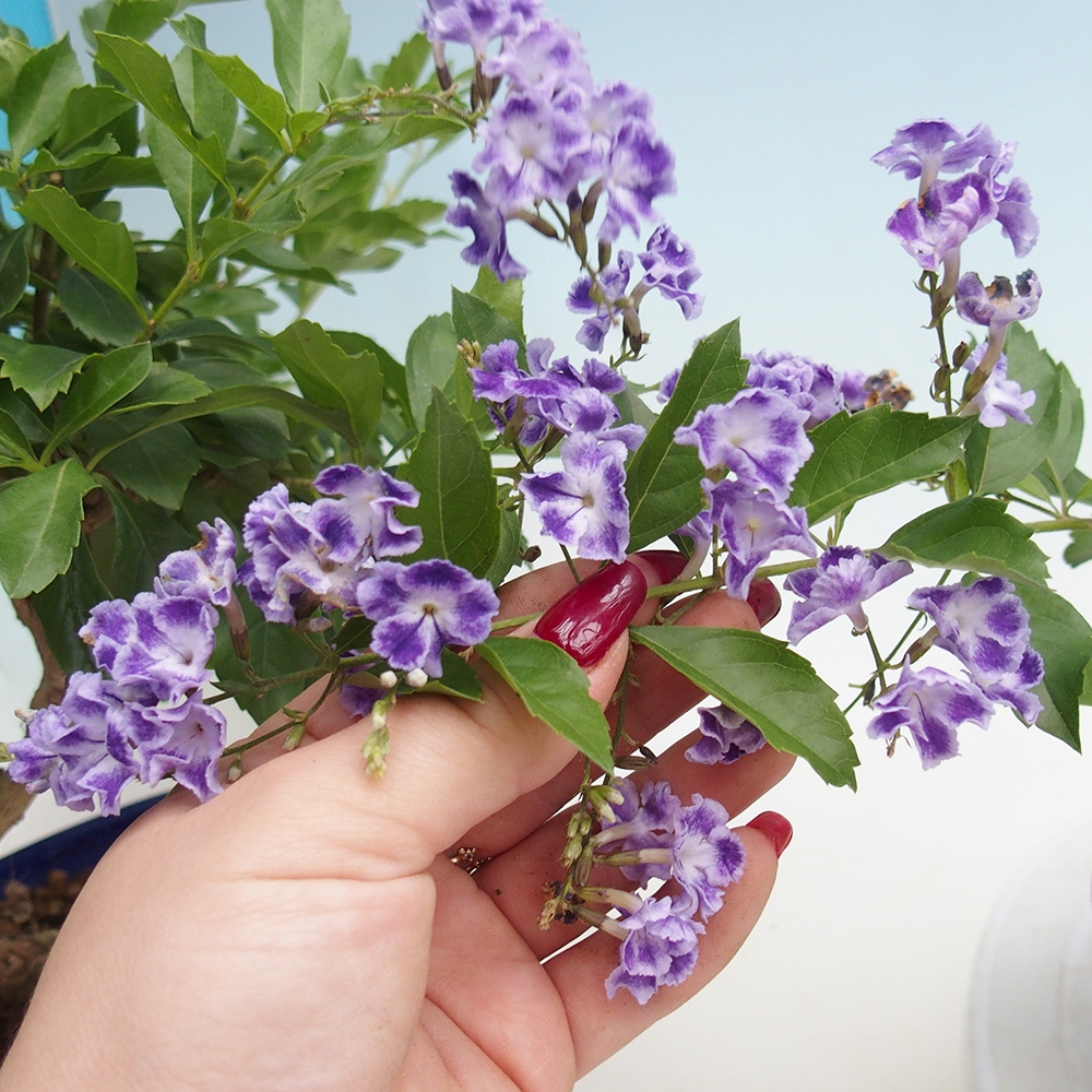 Bonsai pokojowe - Duranta erecta Aurea