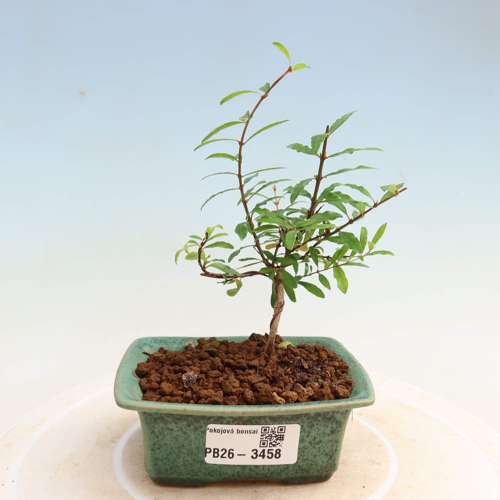 Pokój bonsai - PUNICA granatum nana - jabłko granatu