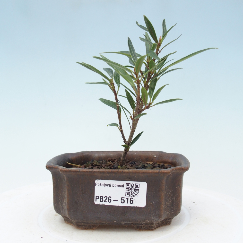 Pokój bonsai - Ficus nerifolia - figowiec drobnolistny